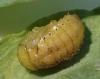 Emarhopa rufa